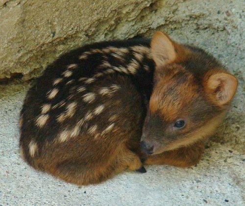 Leo(n) 🇨🇱 / semi-inac tweet media