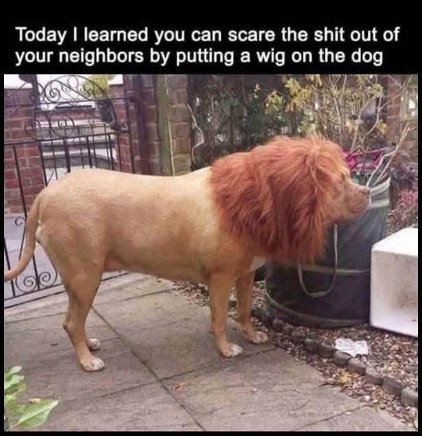 Heckin Good Dogs (@heckingooddogs) on Twitter photo 