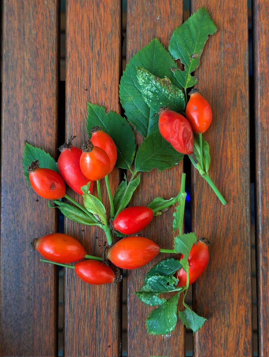 Es wird Herbst. Ein paar Rosen sind noch am blühen, die anderen zeigen ihr Hagebuttenkleid.
