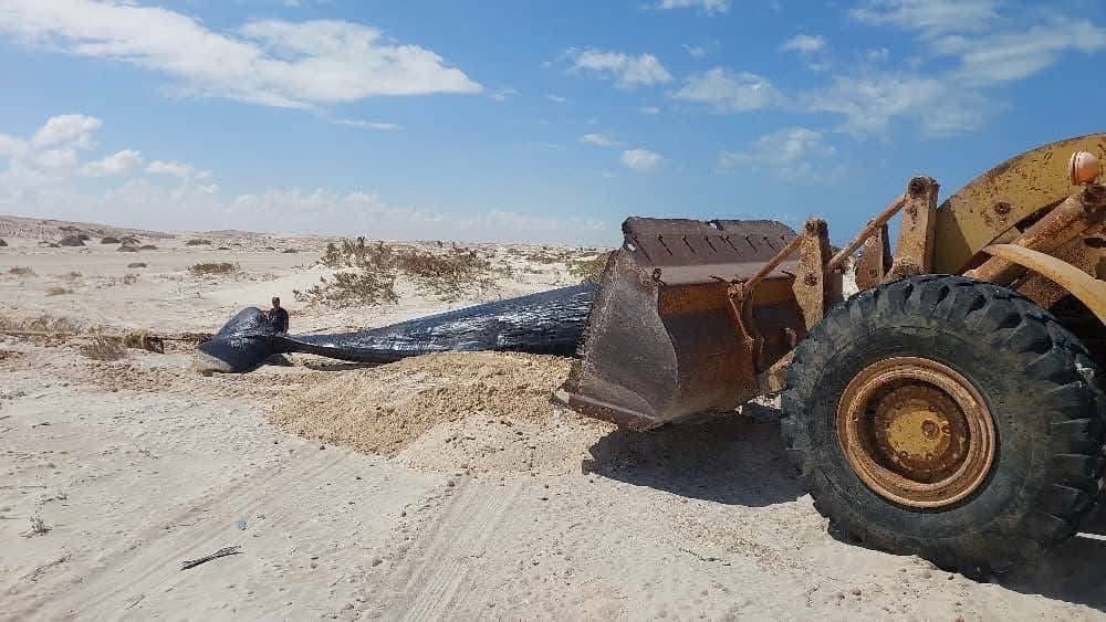 ظهور 4 حيتان عنبر نافقة على شاطئ أجدابيا (اكس)