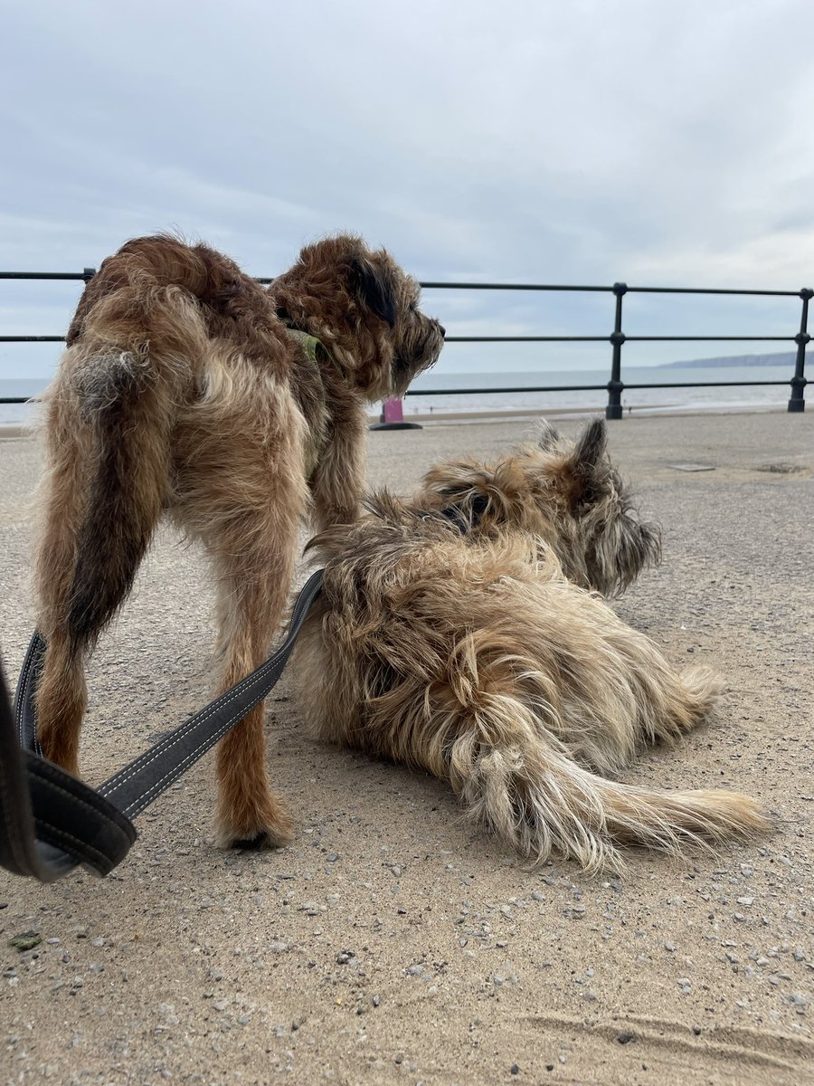 Today we just mooched around Filey to get Woody used to busy places, he was very good and sniffed all the right things like me! #btposse #cairnterrier the only flipping photo she took today was rubbish 😣
