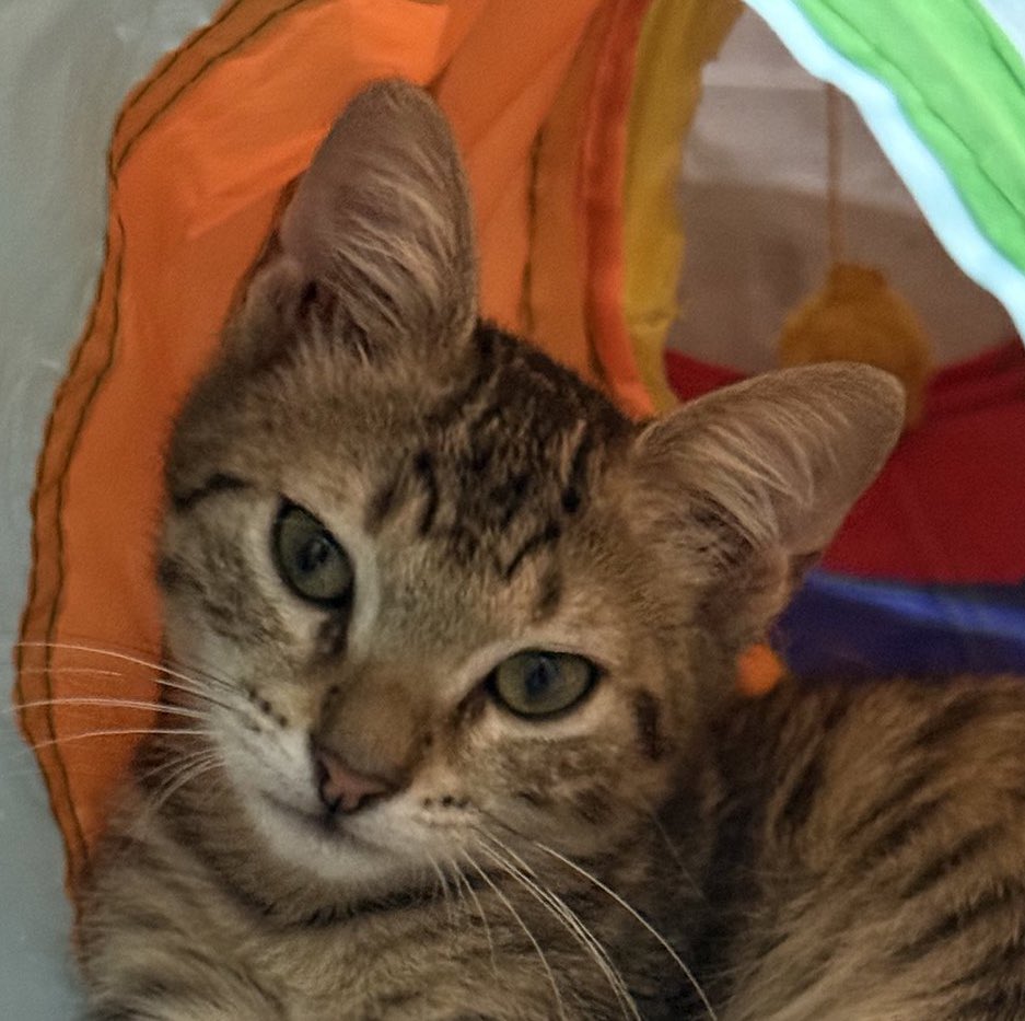 Surata bakıınn 😭 Tekirlerin adı çıkmış ama Polo yarı kilosundaki Baldan o kadar korkuyor ki… Tek dertleri sevilip oyun oynamak 🥹
Haginin suratı da aynı oğluşumun bebekliği ya lütfen ailesini bulalım artık lütfennn İSTANBUL