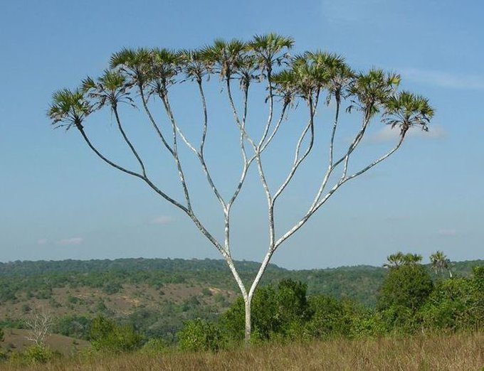 inaveen1745's tweet photo. And this is binary tree https://t.co/jMrAOXEHBS