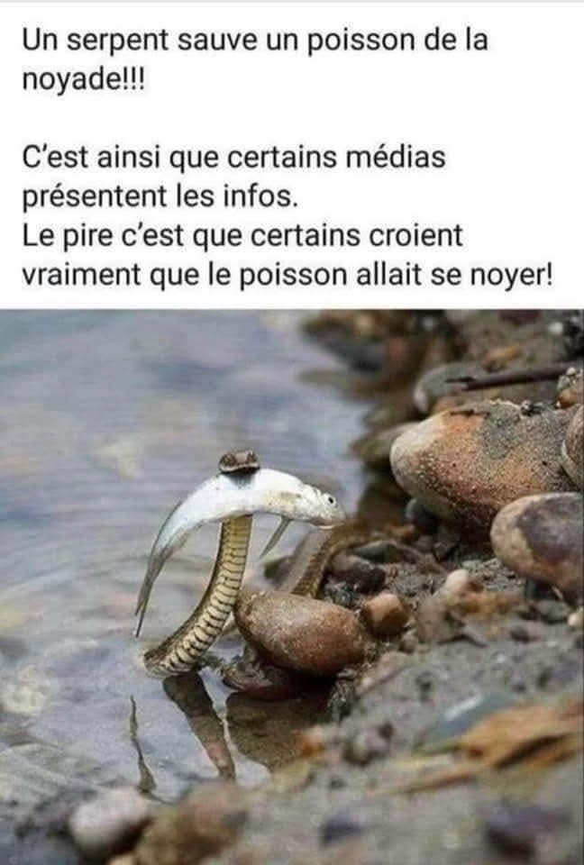 s_wl_'s tweet image. Voilà comment la plupart des médiats traitent la guerre Israël/Gaza !

Pauvre serpent gazaoui/Hamas... 

#AntisionismIsAntisemitism #Antisémitisme #HamasisISIS
