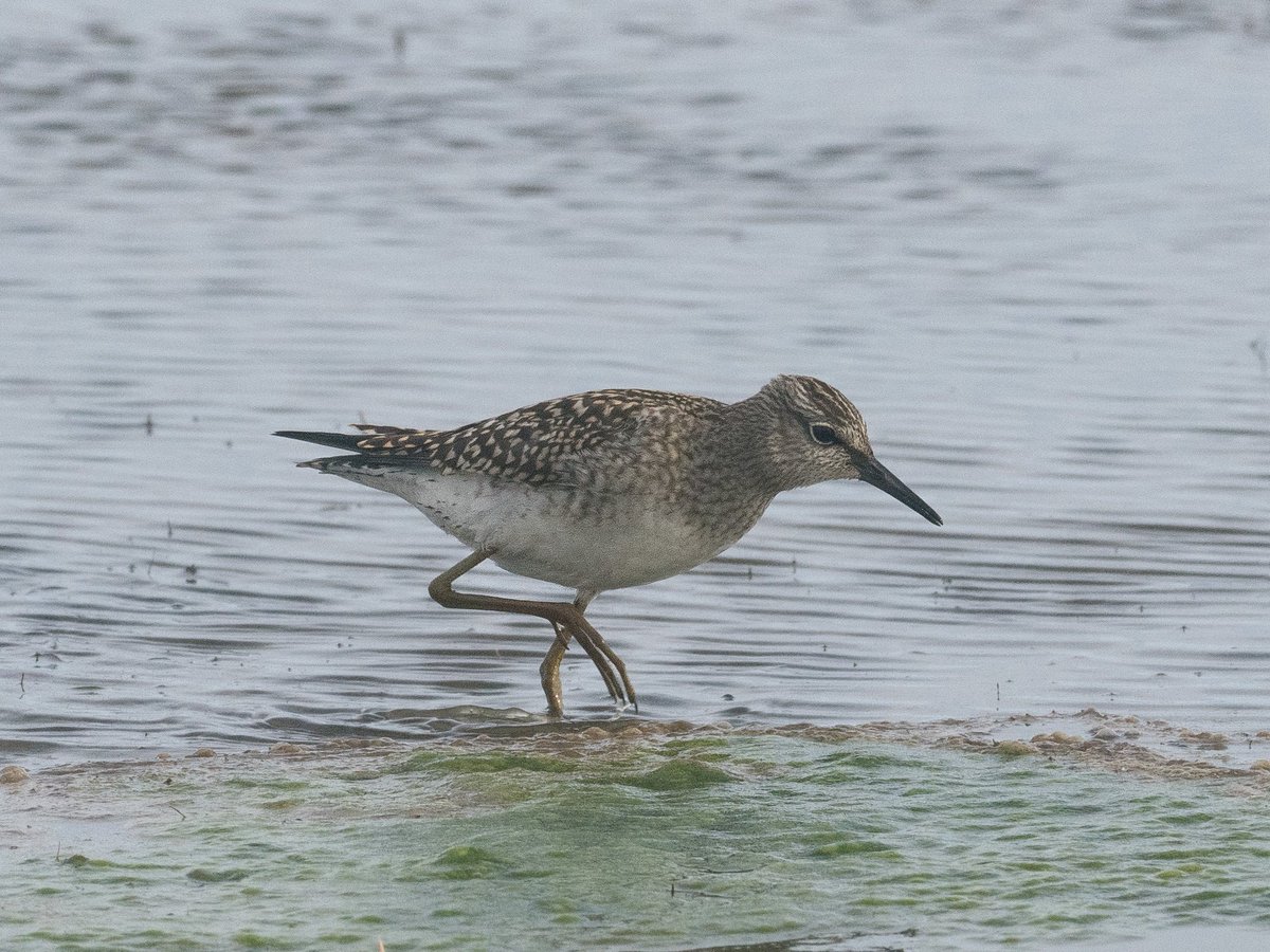 Still some good waders knocking about on the island. The Buff-breasted Sandpiper continues to feed between Tor Ness and the Links. This juv Wood Sandpiper has also spent plenty of time at Gretchen.