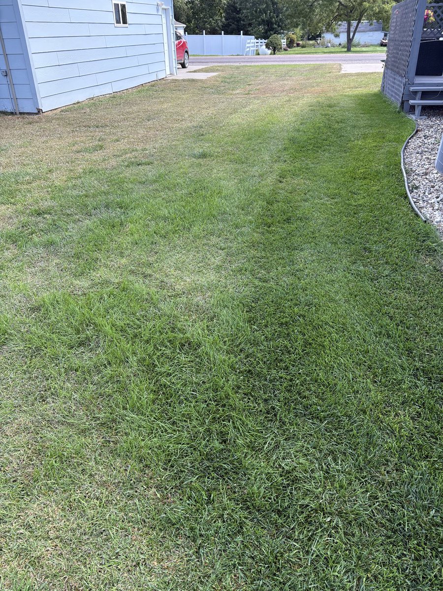 A strip where I applied fungicide this summer.   And where I did not.