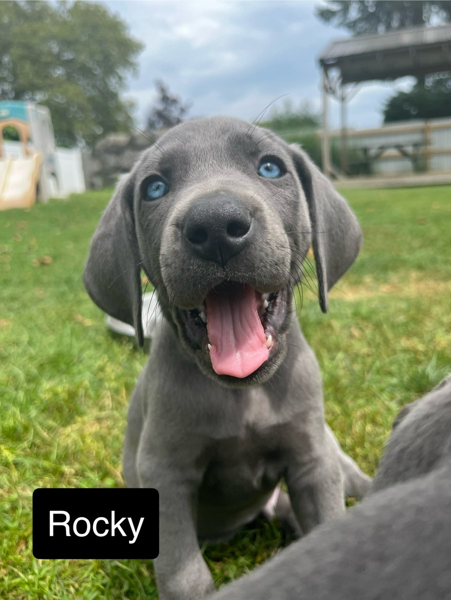 Spending the weekend on "Operation Puppy Run" with my youngest.  Which one will bring home?