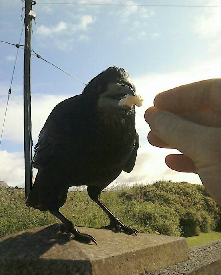 cbarterdavies's tweet photo. @JanetStanley1 I could feed two rooks by hand! π¦
π¦
This was one of them π π§π΄ #MyPhotoEdited πΈ https://t.co/42r9g2ruKc
