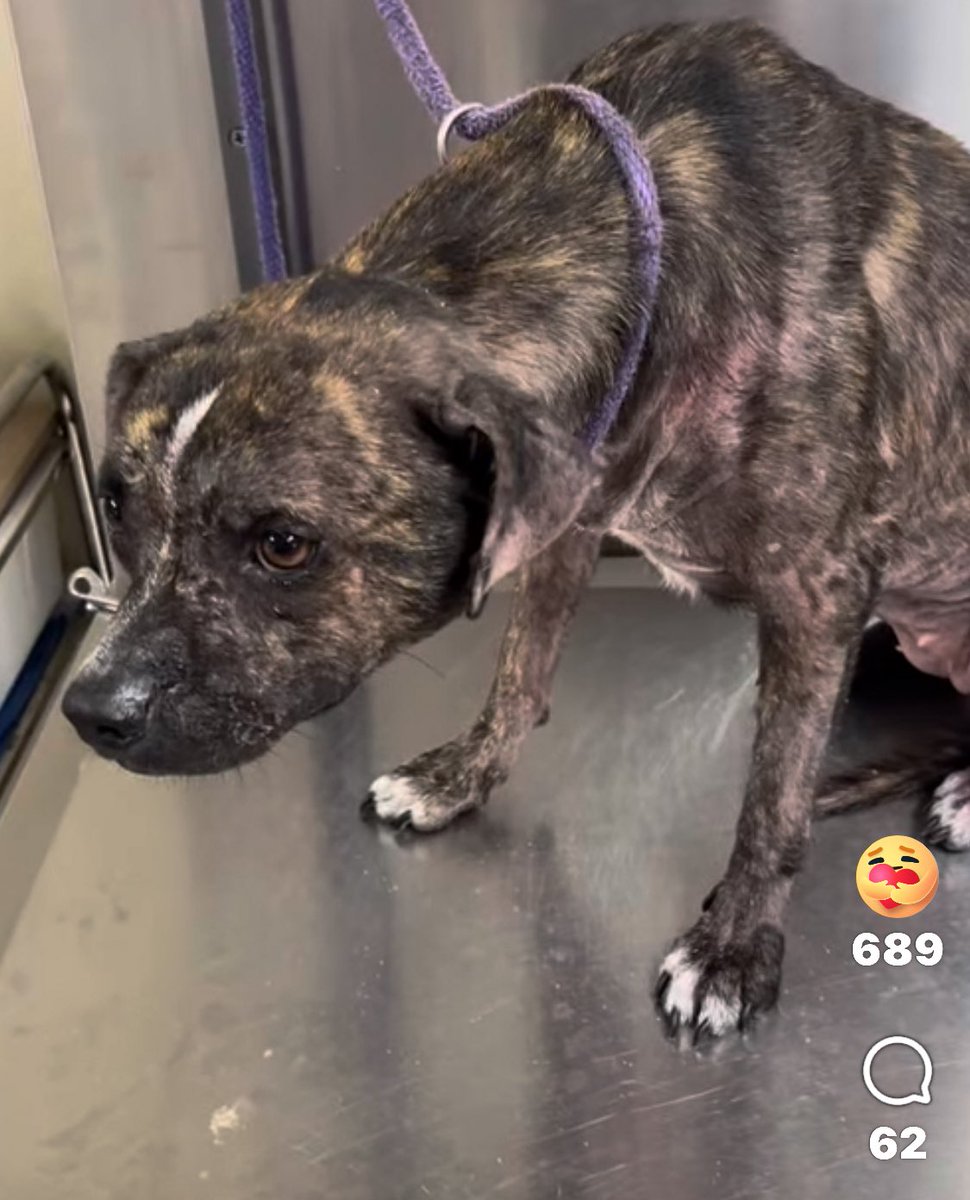 Ultra Craigé Schmuckatelli 🇺🇸 🤡💊 tweet media