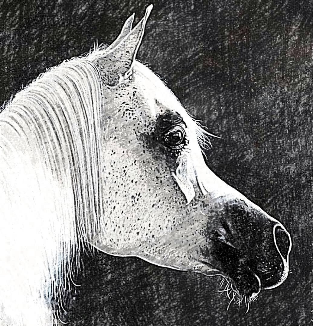 AlexStayl's tweet photo. .
.
#pretty #ilovemyhorse #jockey #horseshow #mane #grass #rider #wild #intags #horsesofinstagram #instahorses #horses #pony #babyhorse #nature #riding #horsestagram #smile #riders #horseshoe #field #farm #instagood #gallop #horse #ponies #beautiful #horses_of_instagram #animals https://t.co/UFXlKAeXA8