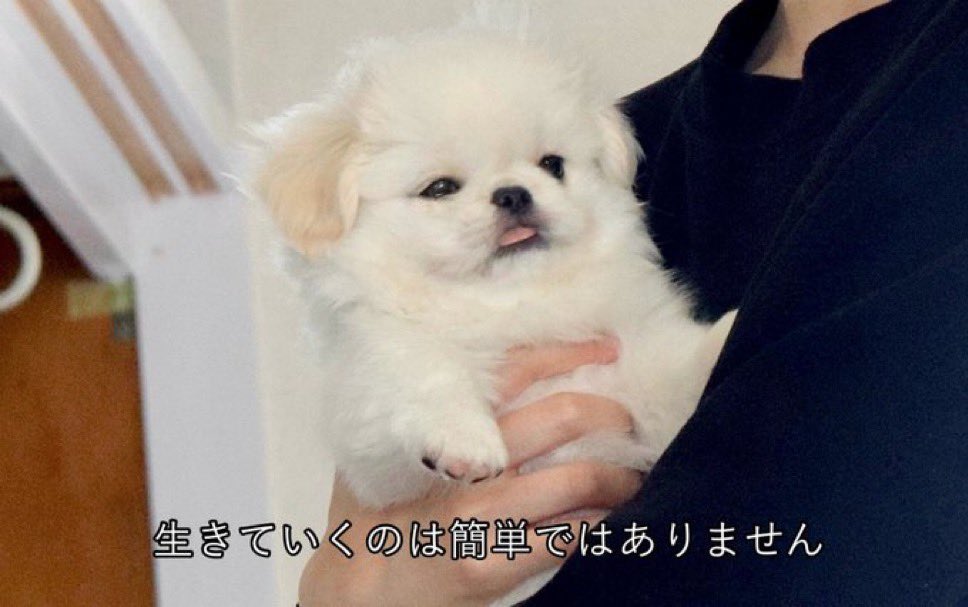 ぽめ天使💭🪽 (@poep_q) / Posts / X