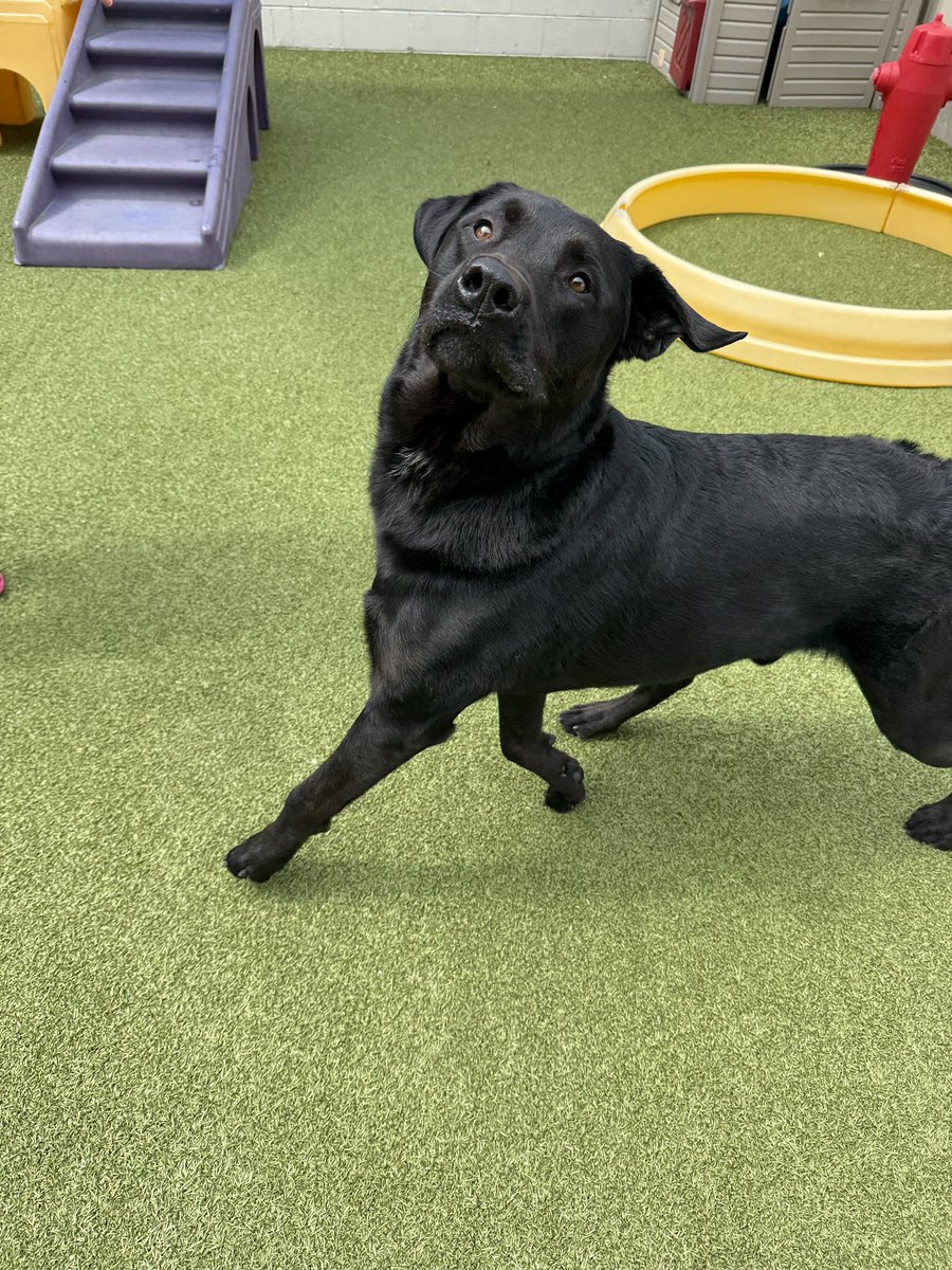 Fletcher is having a great day at camp today . I really miss him . He’s staying at camp while I recover from my surgery . #PetPlayPlace
