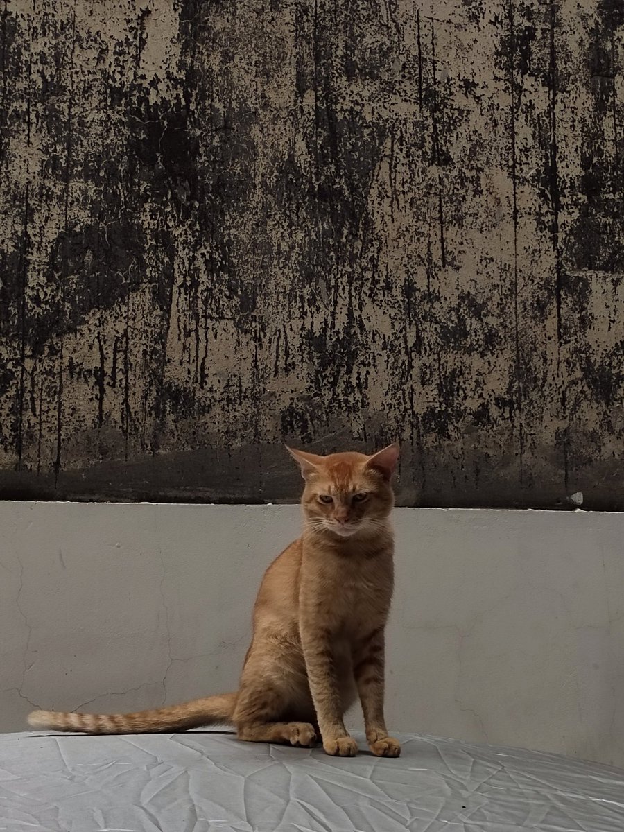 Ayeshanadeemfp's tweet photo. Meowfia in town https://t.co/BfbuyTMllr