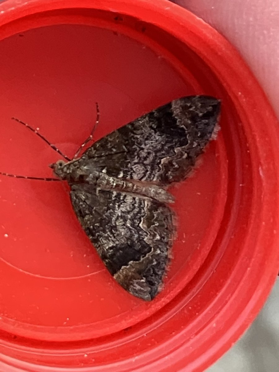 Hi <a href="/MOTHIDUK/">UK Moth Identification</a> just 2 for help with please. Any idea on 1. Snout? 
2. CM carpet?
