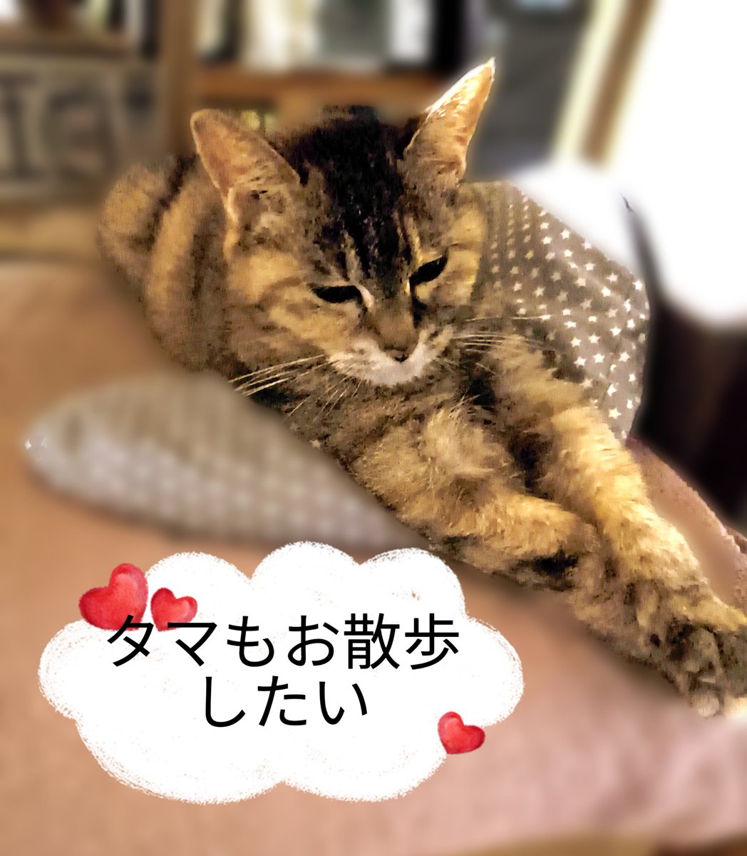 ゆめネコ 初代 夢ねこ レア - メルカリ
