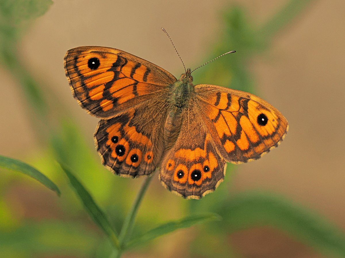 Barry Sarling tweet media