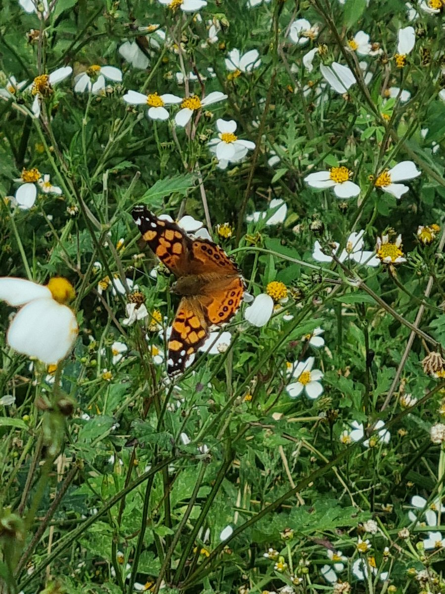 ✨️Parque Central es uno de mis bosques urbanos favoritos y sin duda, admiradora de la chamba que hacen <a href="/RescatandoChopo/">Rescatando Chopos</a> 🌳
🍃Ver crecer los acahuales, ver montones de mariposas siempre es muy bonito, a pesar de estar enmedio de la industria de Cuautitlán.