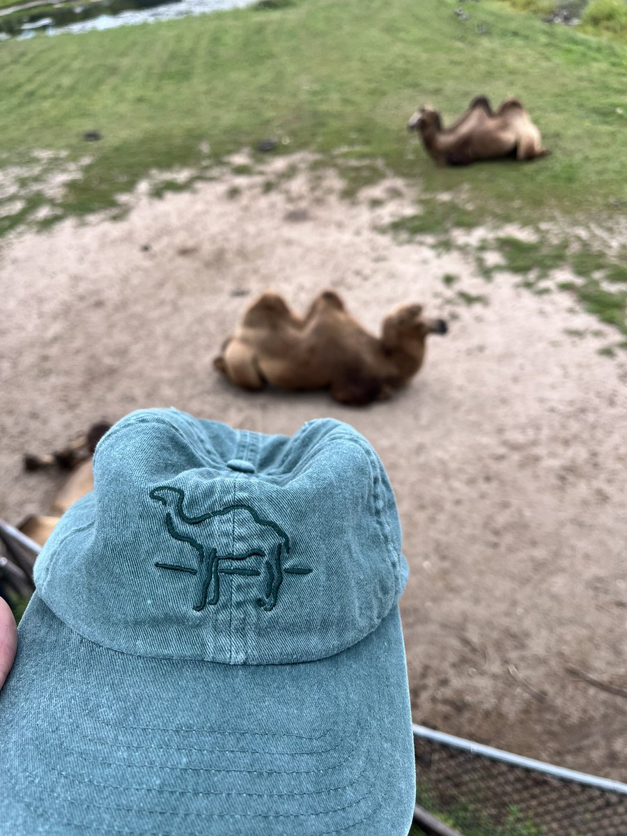 Dreams do come true 🐫🐪