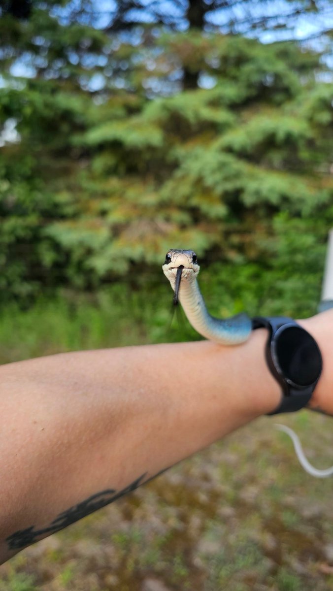 shinobi555666's tweet photo. Blue racer.  West Michigan.  #racer #blueracer #snake #Michigan #wedtmichigan #failedtosend https://t.co/s4XlprK9M1