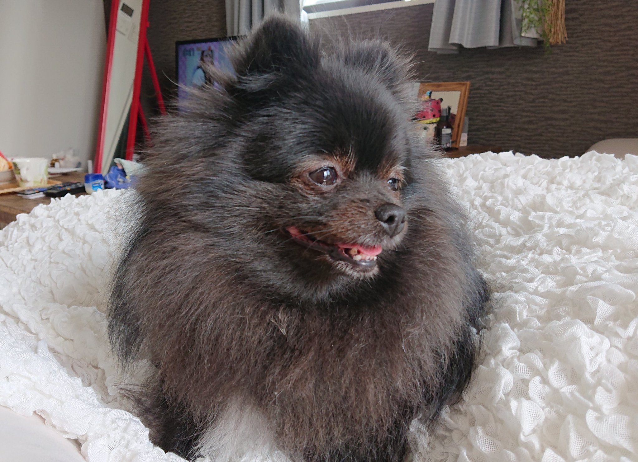 ヨーヨーワン　インディーズソフビ　ワンフェス　犬　ソフビ　ポメ　ポメラニアン 61UjlQ7wqjL._UF350,350_QL80_.jpg