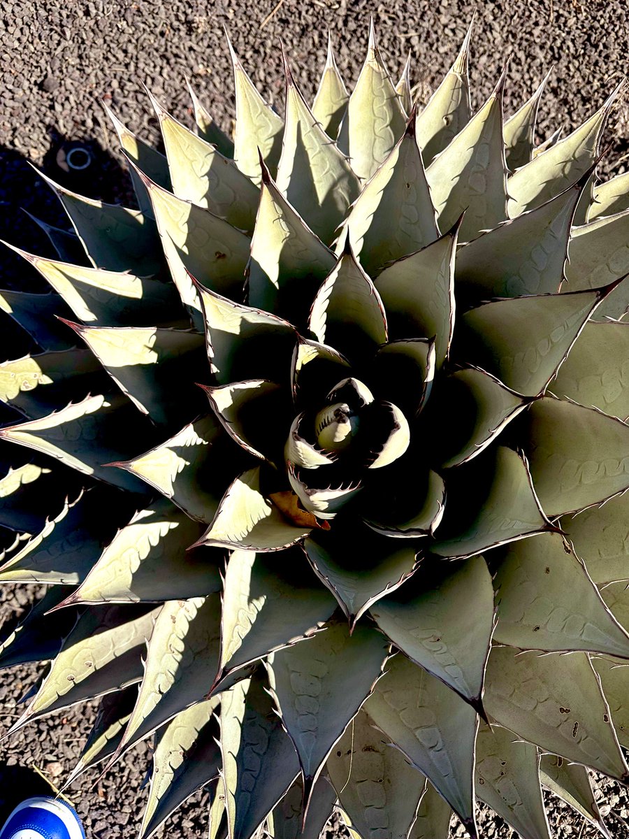 MikeFrye0511's tweet image. Saturday, 6th September  
Today&apos;s Daily Picture Theme is &apos;Triangular&apos;  
RT or reply with your own photo  

#DailyPictureTheme #triangular