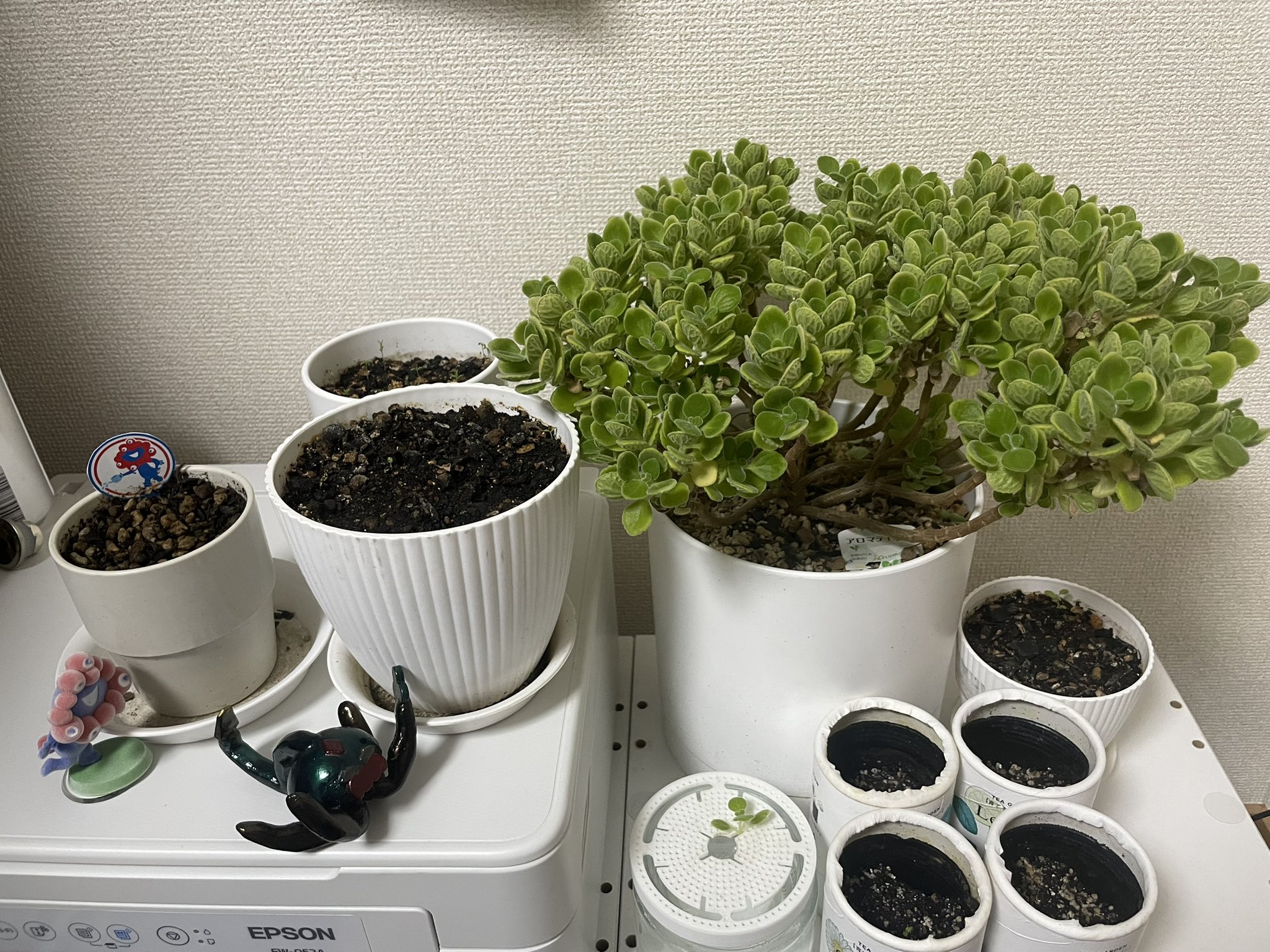 ご予約自家製ハーブ Amazon.co.jp: 屋内ハーブガーデンキット、自動水耕栽培システム