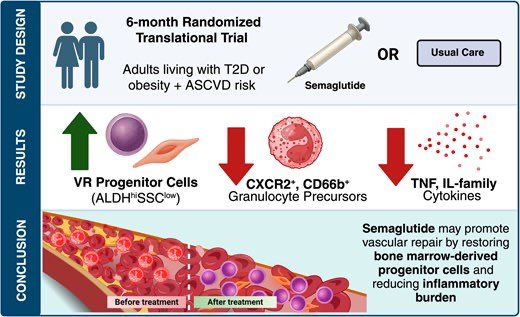 Semaglutide promotes bone marrow-derived progenitor cell flux toward an anti-inflammatory and pro-regenerative profile in high-risk patients: the SEMA-VR CardioLink-15 trial

In people living with either type 2 diabetes or obesity plus ASCVD risk, semaglutide increased