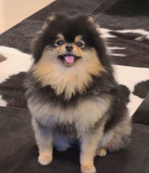 Hoje Yeontan teria completado 8 anos com Taehyung

🐻: “Eu agradeceria se você se lembrasse de Yeontan de vez em quando para que ele possa ser feliz lá em cima entre as estrelas”

WE LOVE YOU YEONTAN 
WE LOVE YOU TAEHYUNG
#ForeverWithYeontan