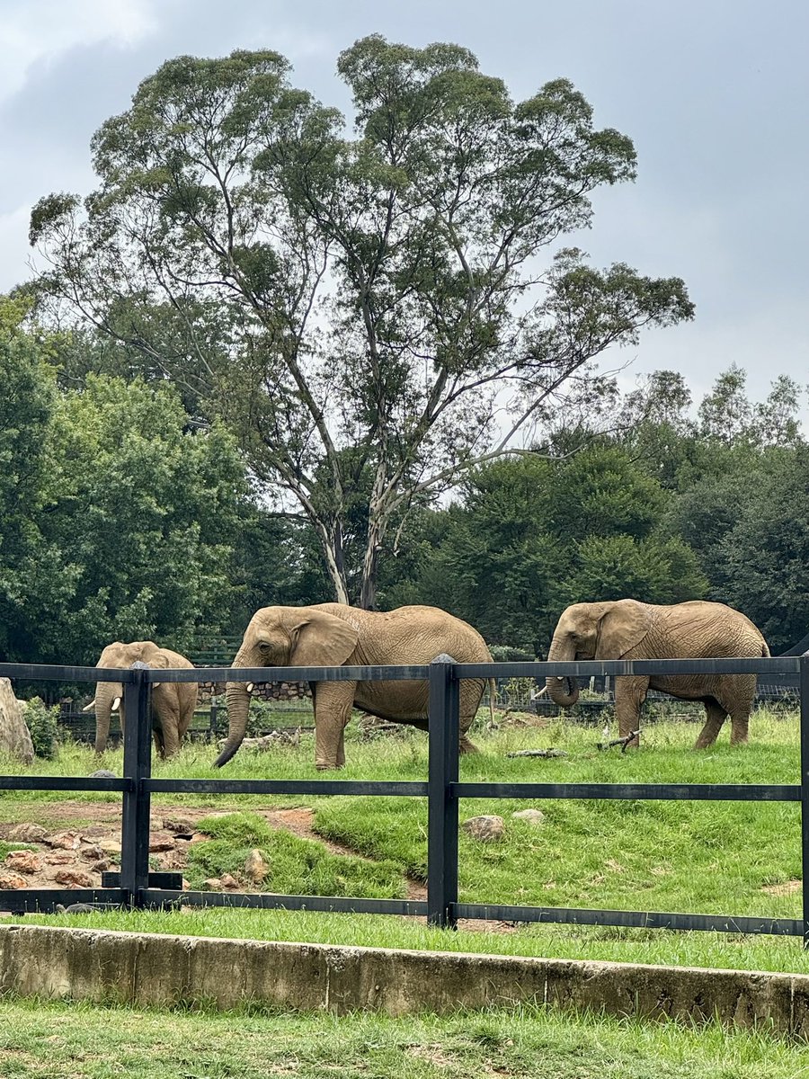 IMPORTANT UPDATE!!!! <a href="/IOL/">IOL News</a> Judge granted permission for <a href="/Harvard/">Harvard University</a> to join our legal case yesterday. 
Harvard Law School academics seek to join court case for release of elephants from Johannesburg Zoo iol.co.za/news/crime-and…