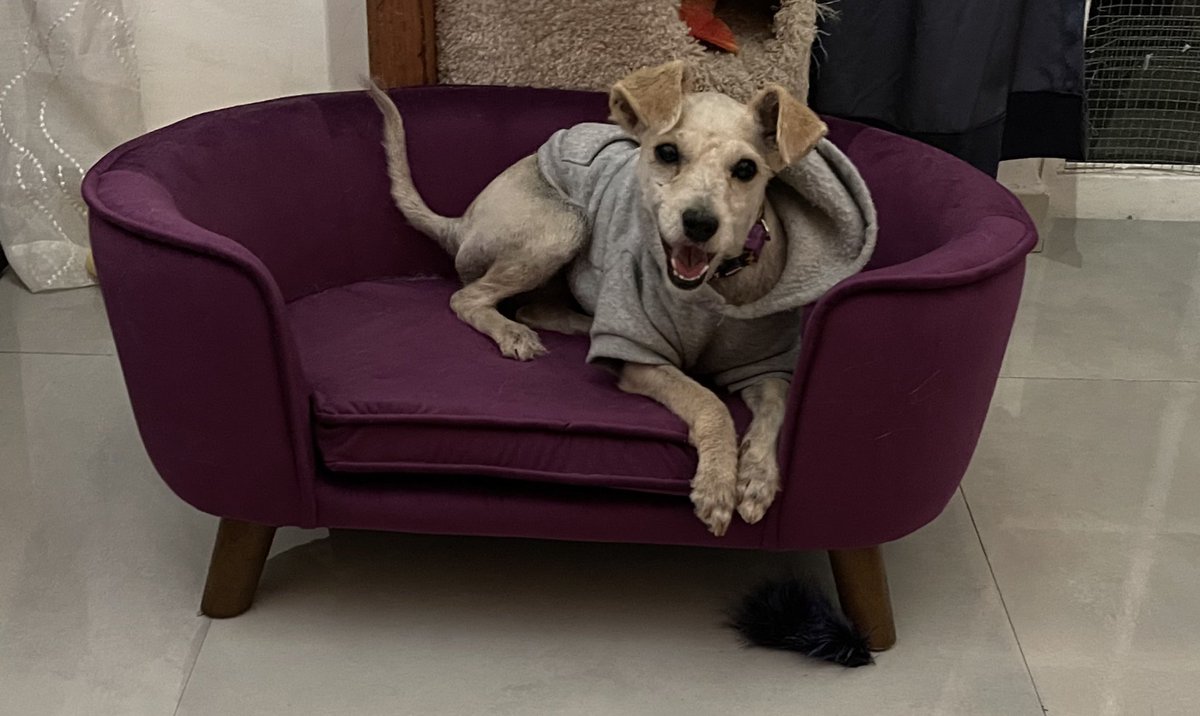 Los peritos i jatitos desta casita no guegan conmigo 😔 io los zigo, le avlo con la manito, i eyos nara