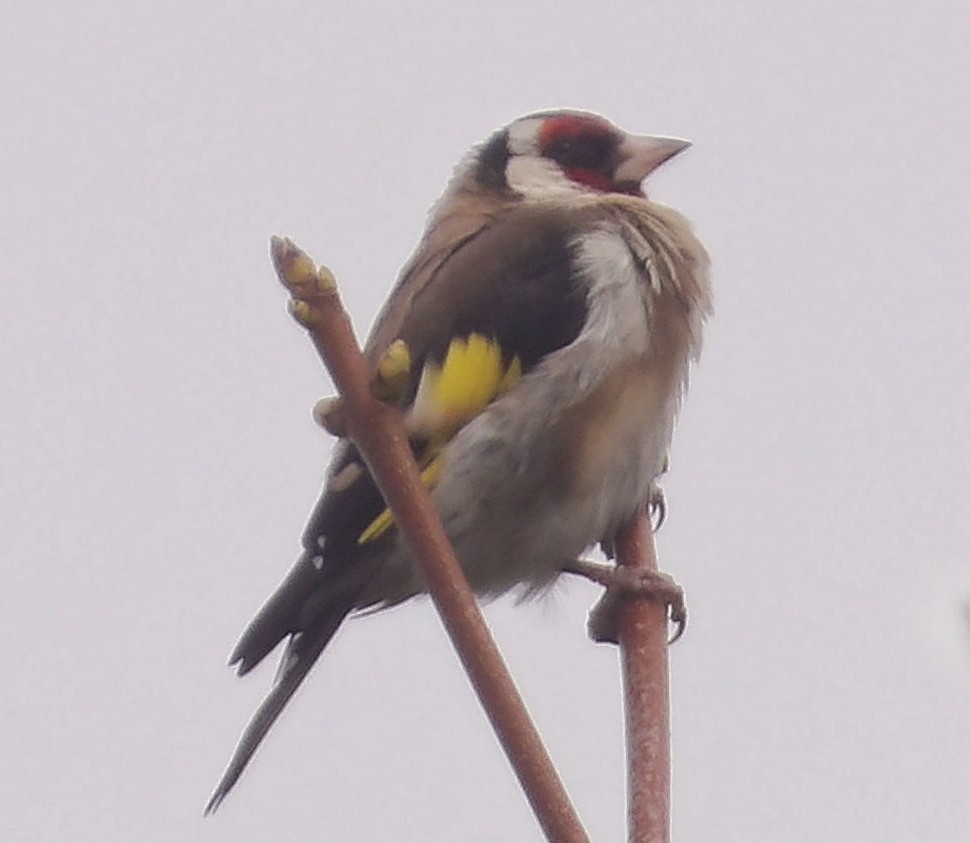 J.M. Summers (@jon_summers) on Twitter photo First goldfinch I've seen in ages. Guess the rain has brought them out again. #birdphotography #birdphoto #birdlovers #birdwatching #wildlife #wildlifephotography First goldfinch I've seen in ages. Guess the rain has brought them out again. #birdphotography #birdphoto #birdlovers #birdwatching #wildlife #wildlifephotography