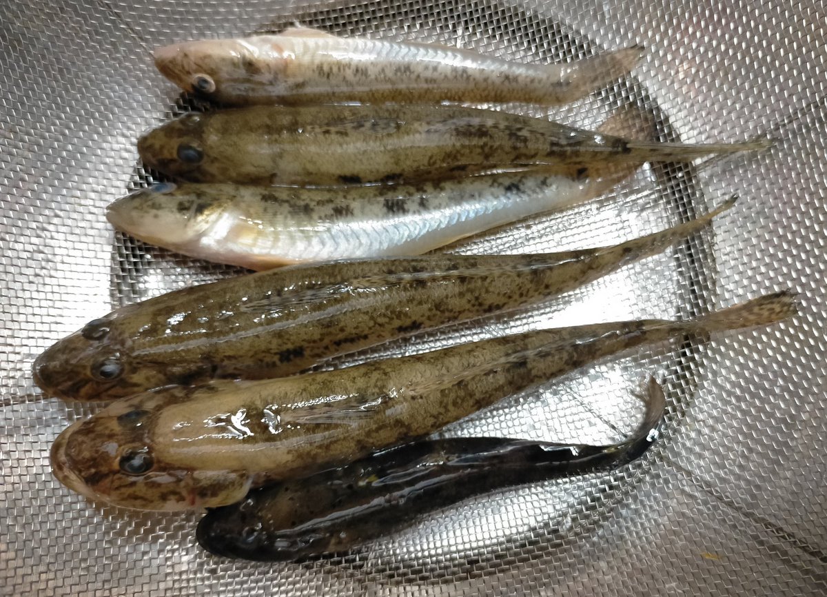tpukuyosuke's tweet photo. ハゼもだいぶよか型になって来た https://t.co/uu4HwMZWRB