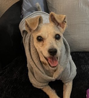 Yase como me yamo, me yamo Joy Clotilde ❤️ Doña Giye toros los días pregunta por mi