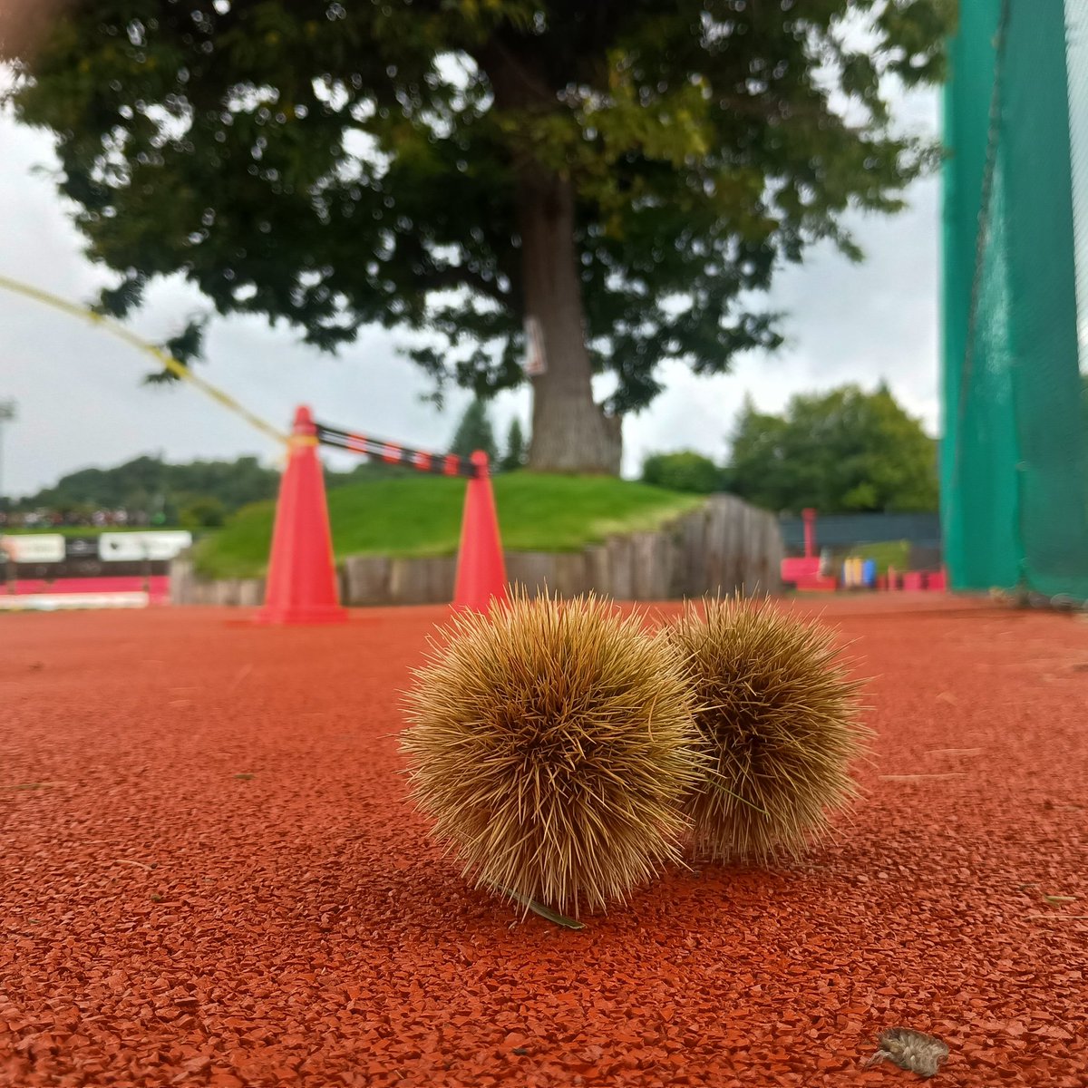PUNCHworks_ooo's tweet photo. ＼まもなく…!!／

本日サーポーターズデー🔴⚫️
この後9:30より開場⚽️

・限定ボンフィン(ポーチ付き)
・ハズレ無し大抽選会
https://t.co/BdtGqOtedr
※無くなり次第終了

白い恋人パークでお待ちしてます💨
#consadole https://t.co/uhYcYHohrD