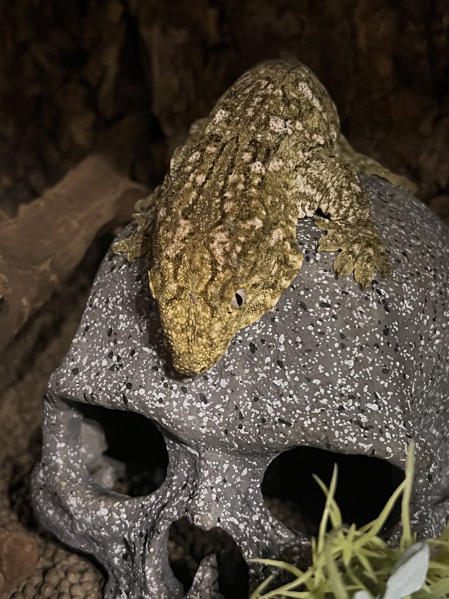 sunballpython's tweet image. ジャイゲ、、、、
ちょんまげだな。