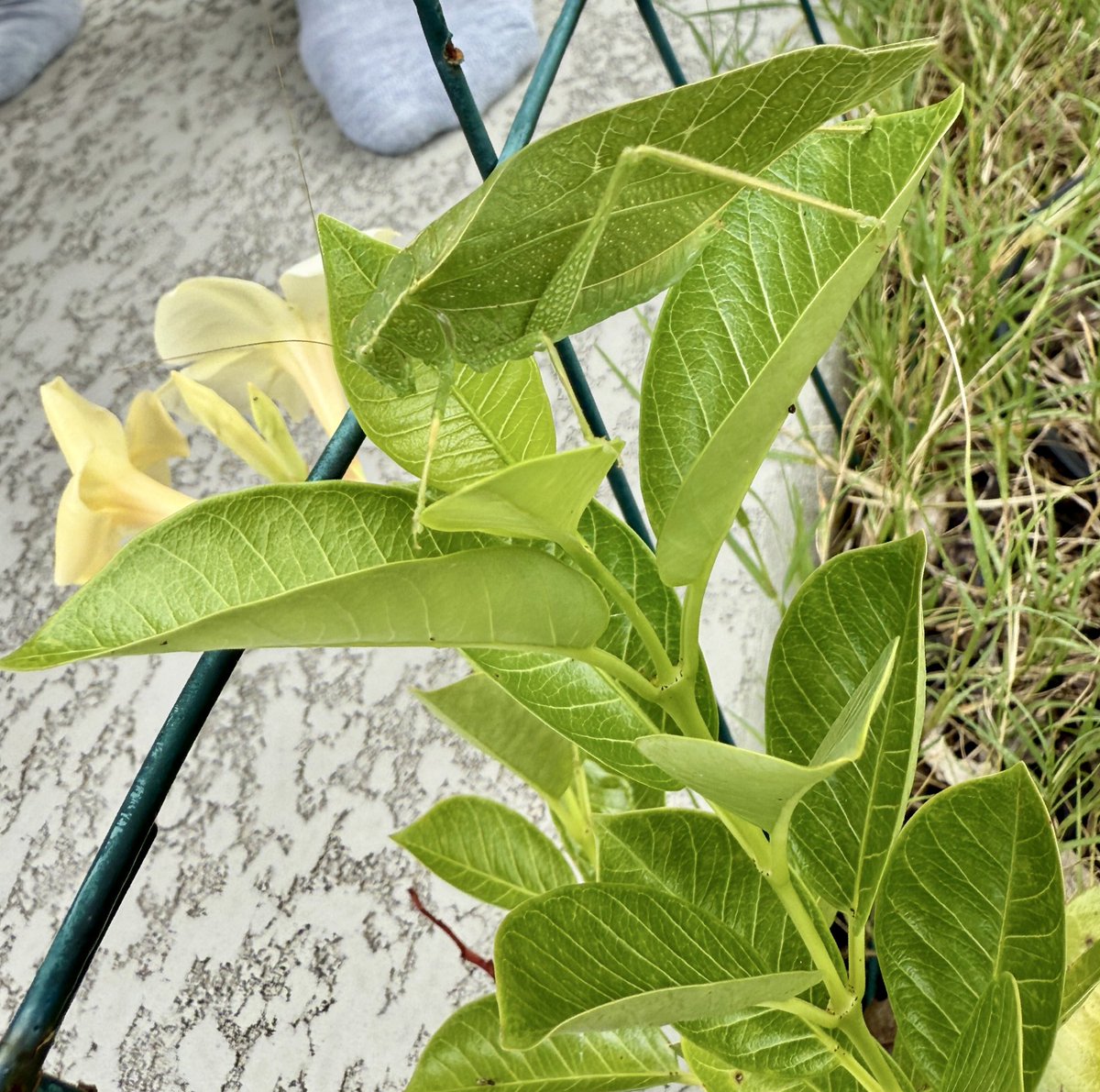 he is doing a good job