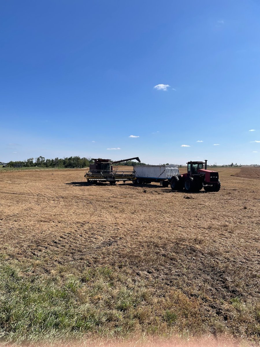 It was great to attend the Cupar Volunteer Fire Department golf tournament today. It was a fun day of golfing, and then I got back into harvest action. The lentils are dry, but they are flat, too.