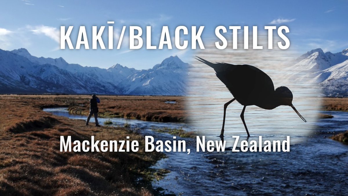 lifeformnz's tweet image. New Video: Aoraki Mt Cook, Mackenzie basin, kakī/black stilts
youtu.be/Qy7L6tqA3rk
#birding #newzealand
