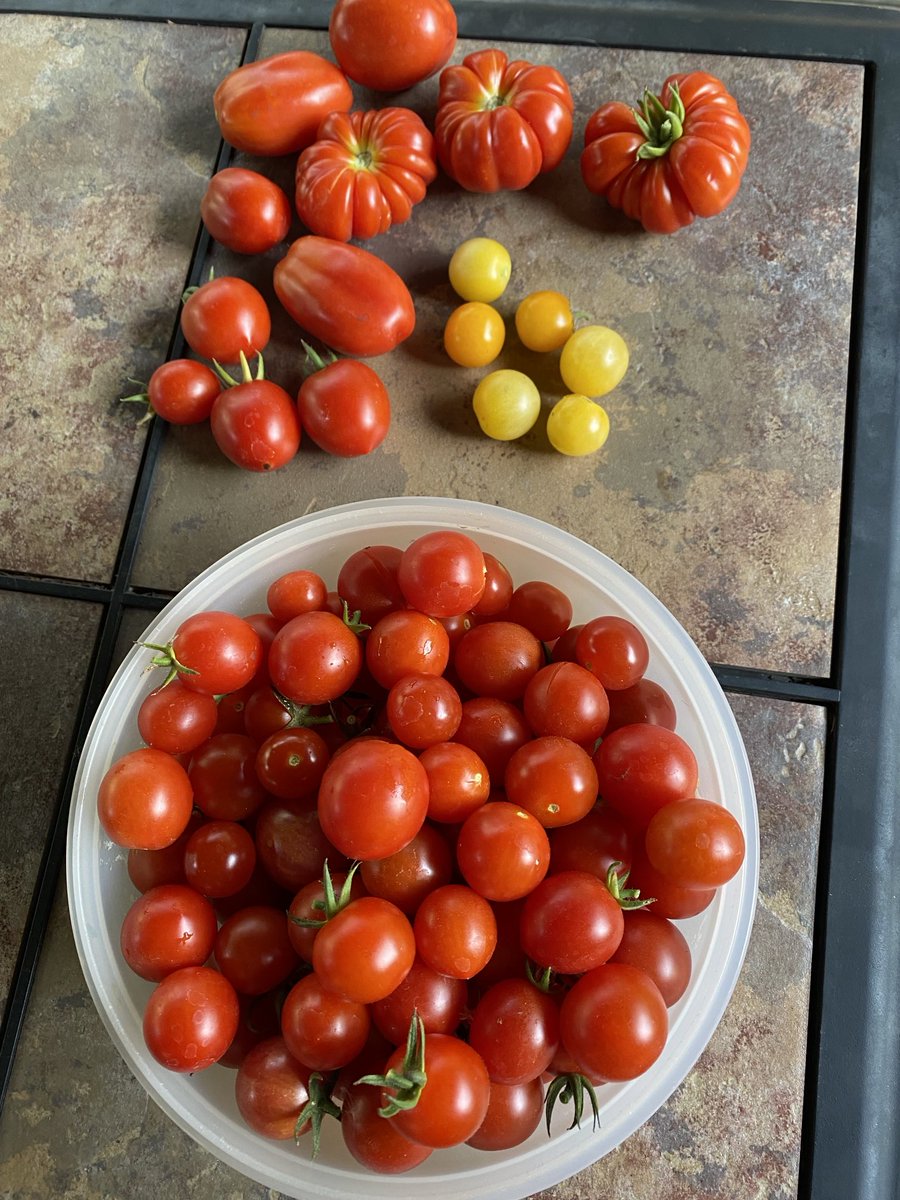 Just another day in tomato land 😬