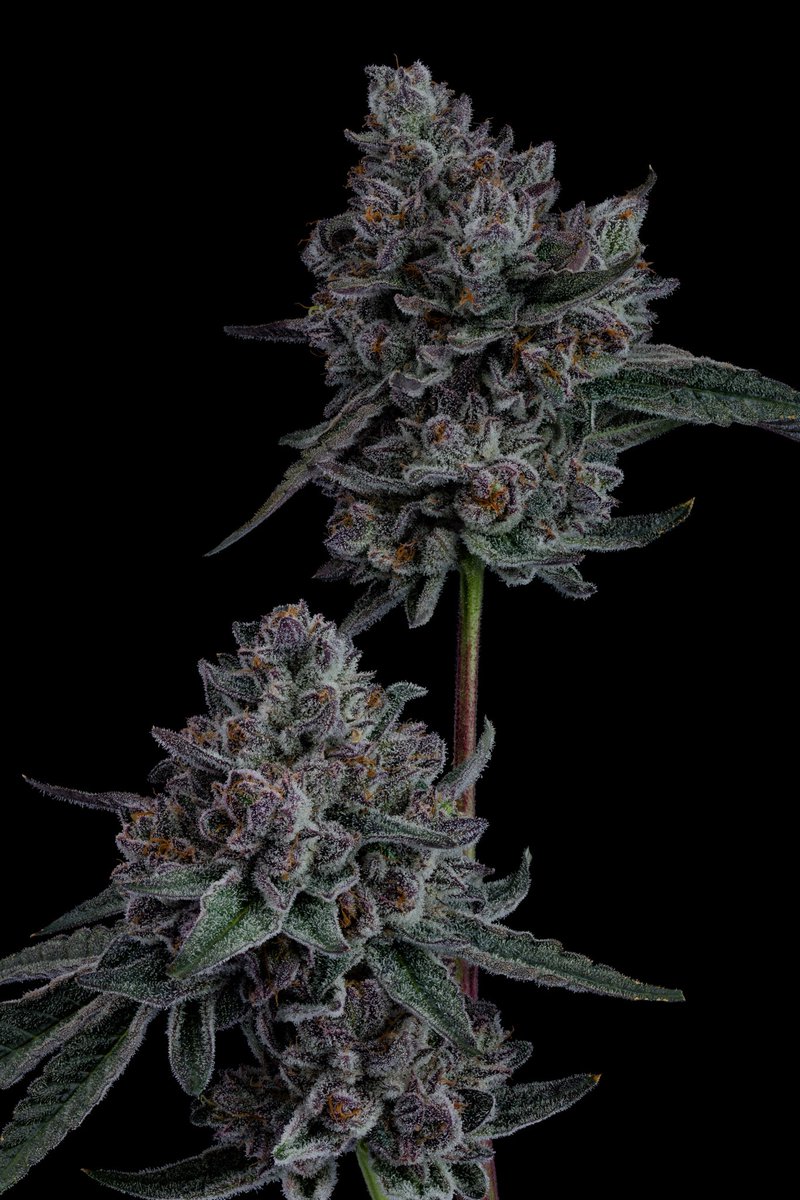 Here is a front end candy gas smelling keeper of Magic Marker x Lemon Cherry bx1. This cross has a lot of keepers to be found. The lemon Cherry leaners have extra grease coming from Magic Marker mami side w intense loud lemon Cherry gelato aromas but  amplified. This strain can