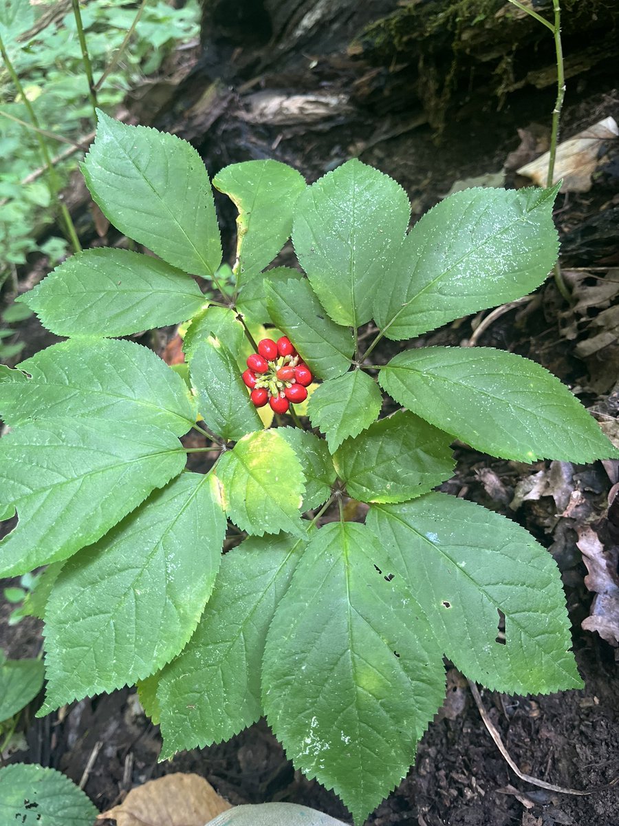 Been spending lots of time in the woods lately. Heading back up the mountain tomorrow.