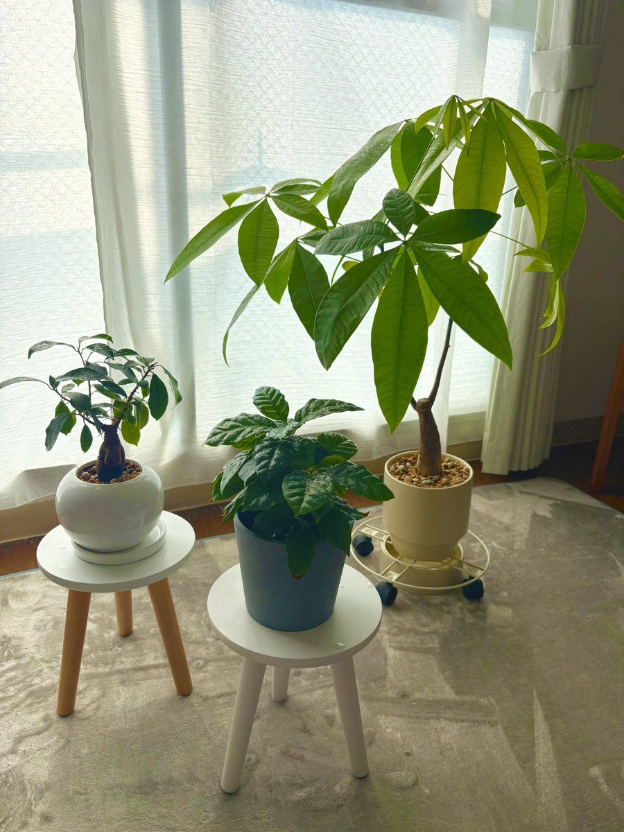 観葉植物 - Search / X