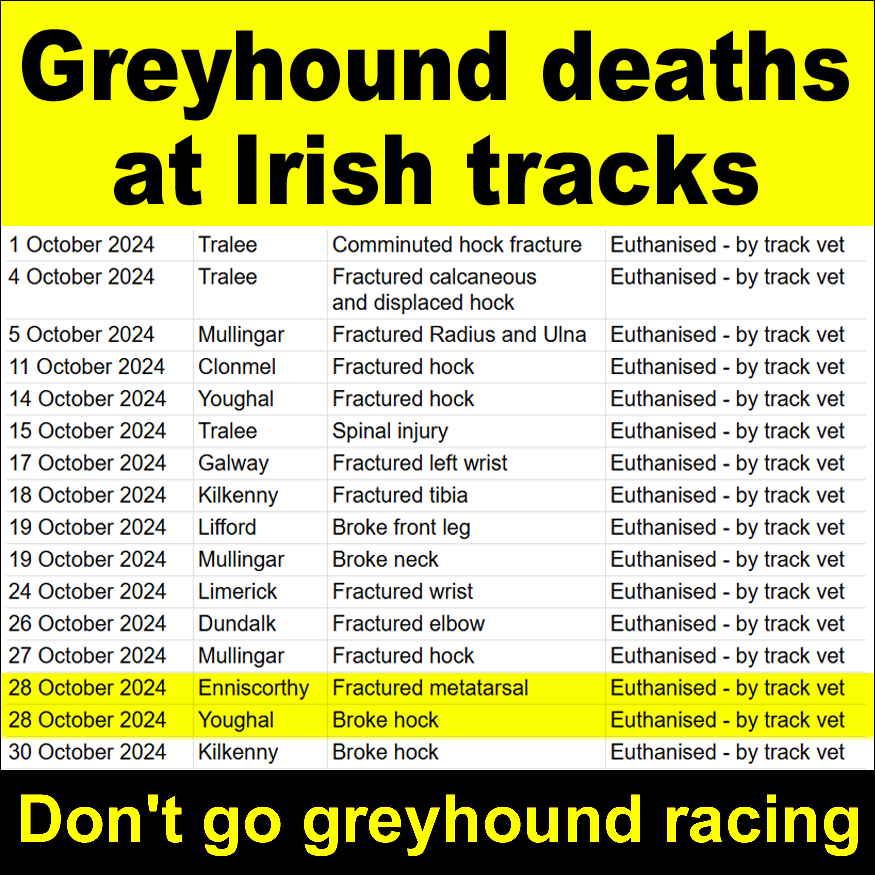 banbloodsports's tweet image. On this day last year, 2 greyhounds were killed by vets at #Enniscorthy and #Youghal tracks after suffering a fractured metatarsal and a broken hock in races banbloodsports.wordpress.com/2025/02/18/rac… #YouBetTheyDie Don't go greyhound racing #BanGreyhoundRacing