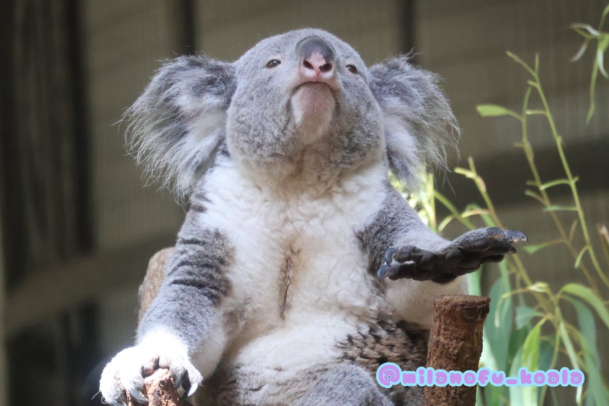 最新小動物外科1から4 最新小動物外科1から4 最新小動物外科1から4