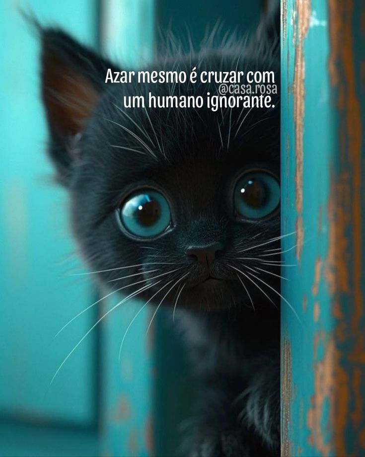 ├🐱┤ ...............├🐱┤　 　　 
├🐱┤ ..............├🐱┤　
├🐱┤...............├🐱┤　 　　 
├🐱┤...............├🐱┤　
├🐱┤...............├🐱┤　 　　 
├🐱┤...............├🐱┤　
 It's really bad luck to come across an ignorant human.