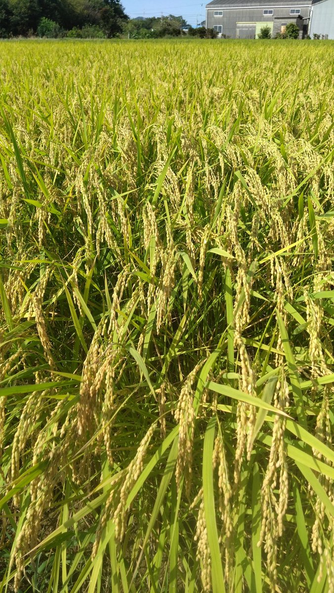 WhiteAngelfish's tweet image. おはようございます。
春に田植えした自家用米🌾
順調に育ち、台風の前に無事刈り取りが終わり収穫出来ました。
昨日早速新米炊いて食べました🍚✨
やっぱり米はおいしい😋
#TOKAIRADIO
#モーデラ
#川本えこ