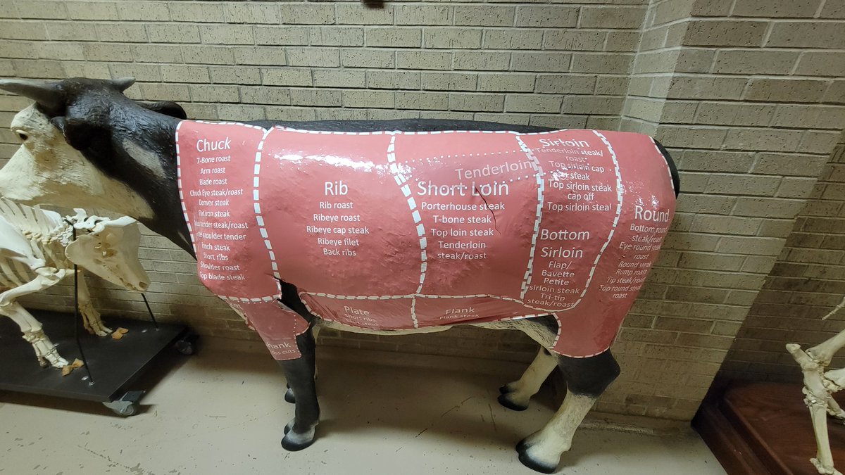 DrFarazHarsini's tweet image. ⚠️ At Texas A&amp;amp;M, animals are tortured for nothing.

🐾 Dr. Faraz Harsini’s investigation at the university’s animal lab revealed the dark reality behind closed doors. The horrifying environments animals are forced into, the misleading propaganda displayed around the facility.…