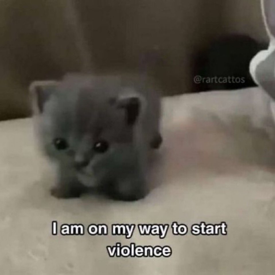 cats being cats (@catsbeiingcats) on Twitter photo 