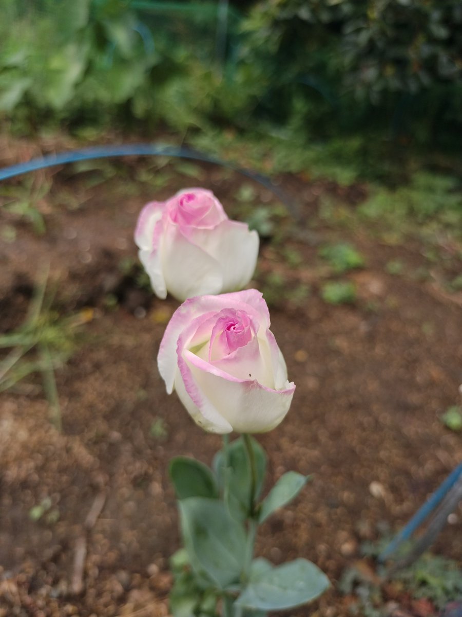 トルコキキョウです。

バッサリ収穫した後に生えてきたやつなので 茎がヒョロヒョロ。
でも台風で倒れなかったよ😳