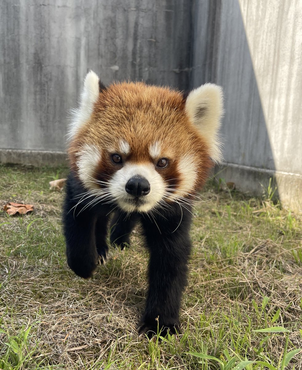 3時間以内に売れなければ300円❗title「キリンちゃん2 」 きリン𓃱‎🤍🍒‎ (@kirin27) / X